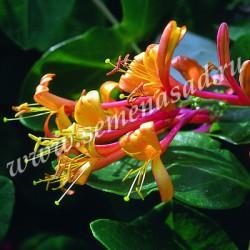 Жимолость декоративная Гекротта Американ Бьюти П в интернет гипермаркете «Планета Лета». Фото