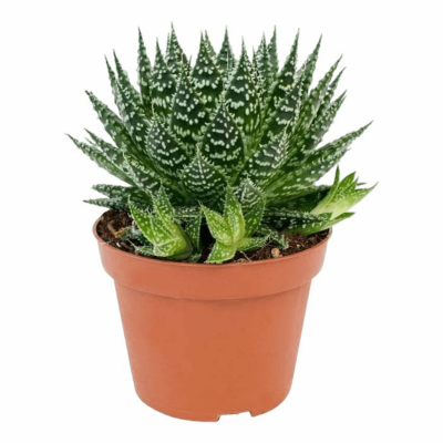 Алоэ Zambezi, Гор10, Выс17 в интернет гипермаркете «Планета Лета». Фото