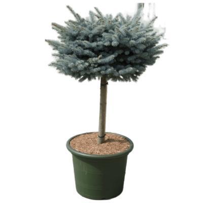 Ель колючая Glauca Globosa штамб, Гор43, Выс90 Планета Лета в интернет гипермаркете «Планета Лета». Фото Ель колючая Glauca Globosa штамб, Гор43, Выс90 в интернет гипермаркете «Планета Лета». Фото