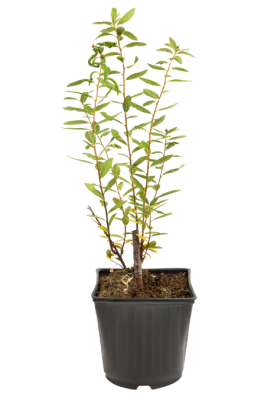 Спирея Билларда, С2 П в интернет гипермаркете «Планета Лета». Фото