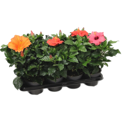 Гибискус Mix, Гор10, Выс20 в интернет гипермаркете «Планета Лета». Фото