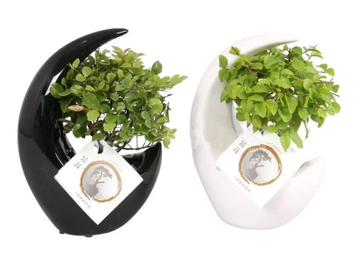 Бонсаи Mix, Гор15, Выс20 в интернет гипермаркете «Планета Лета». Фото