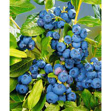 Голубика Патриот в коробке Кут в интернет гипермаркете «Планета Лета». Фото