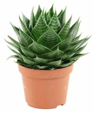 Алоэ Cosmo, Гор8, Выс12 в интернет гипермаркете «Планета Лета». Фото