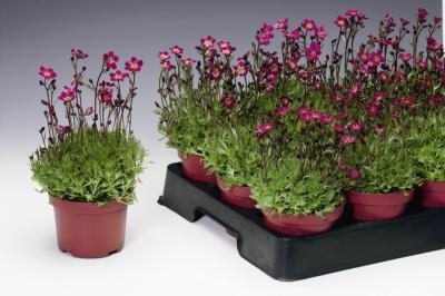 Камнеломка Арендса Карпет Пурпл Роуб С2 в интернет гипермаркете «Планета Лета». Фото