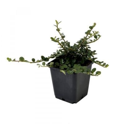 Кизильник даммера Миранда, Гор23 М в интернет гипермаркете «Планета Лета». Фото