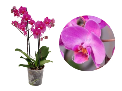 Фаленопсис 2 pp Multiflora, Гор9, Выс40 в интернет гипермаркете «Планета Лета». Фото