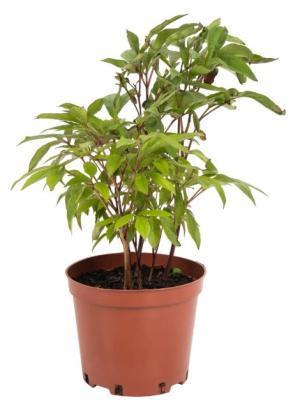 Пионы lactiflora Karl Rosenfield С3 в интернет гипермаркете «Планета Лета». Фото