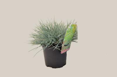 Овсяница, Гор9, Выс15 в интернет гипермаркете «Планета Лета». Фото