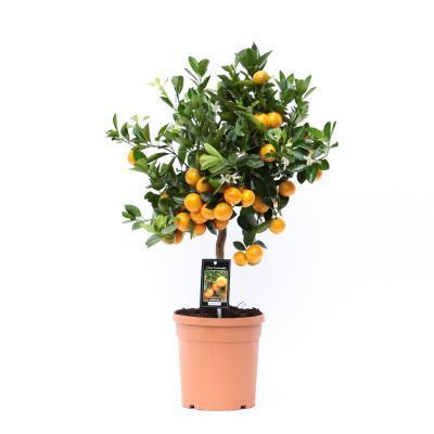 Цитрофортунелла Calamondin, Гор22, Выс80 в интернет гипермаркете «Планета Лета». Фото