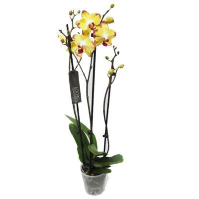 Фаленопсис 2 pp Multiflora Sunny Smell, Гор12, Выс50 в интернет гипермаркете «Планета Лета». Фото