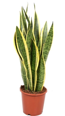 Сансевиерия Laurentii, Гор21, Выс90 в интернет гипермаркете «Планета Лета». Фото
