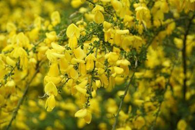 Ракитник ранний, Выс45, Гор13 в интернет гипермаркете «Планета Лета». Фото