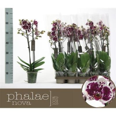 Фаленопсис 2 pp Purple Rain, Гор12, Выс65 в интернет гипермаркете «Планета Лета». Фото