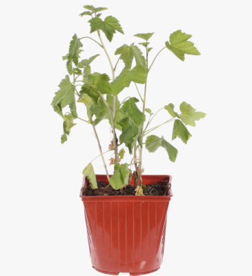 Смородина красная Голландская розовая, С2 П в интернет гипермаркете «Планета Лета». Фото