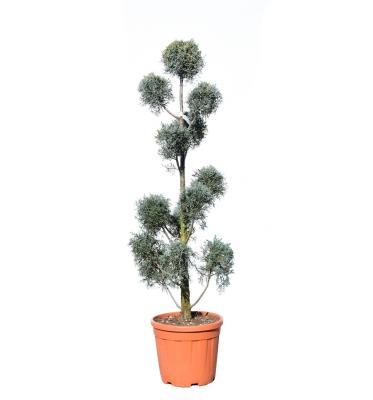 Бонсай Купрессоципарис Arizonica Fastigiata , Гор56, Выс200 И в интернет гипермаркете «Планета Лета». Фото