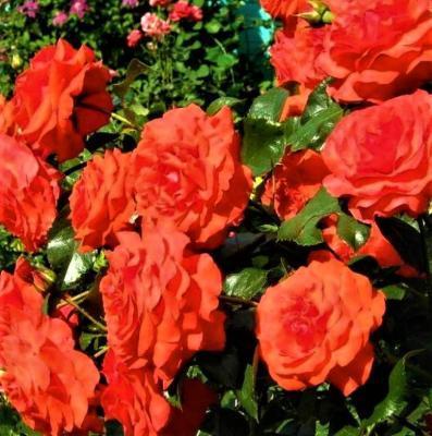 Роза плетистая Салита C2 Выс30 в интернет гипермаркете «Планета Лета». Фото