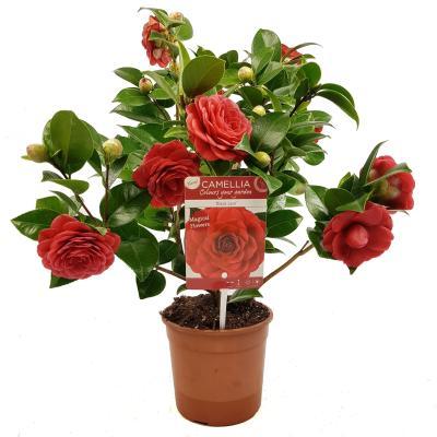Камелия, Гор19, Выс70 в интернет гипермаркете «Планета Лета». Фото
