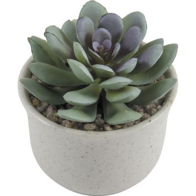 Эчеверия, Гор12, Выс20 в интернет гипермаркете «Планета Лета». Фото