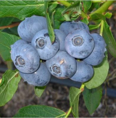 Голубика высокорослая Блюголд 7Ц (туба) в интернет гипермаркете «Планета Лета». Фото