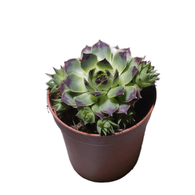 Молодило, Гор7, Выс10 в интернет гипермаркете «Планета Лета». Фото