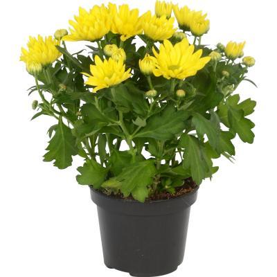 Хризантема, Гор15, Выс30 в интернет гипермаркете «Планета Лета». Фото