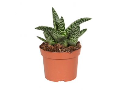 Алоэ Variegata, Гор8, Выс15 в интернет гипермаркете «Планета Лета». Фото