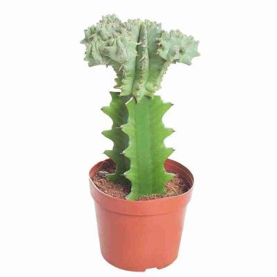 Эуфорбия Cristata, Гор11, Выс20 в интернет гипермаркете «Планета Лета». Фото