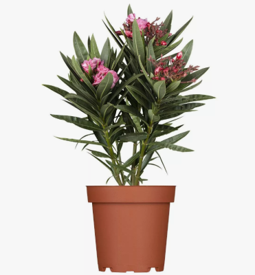 Олеандр, C18, Выс100-125 в интернет гипермаркете «Планета Лета». Фото