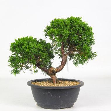 Бонсай Можжевельник китайс.Stricta, Гор38, Выс125 в интернет гипермаркете «Планета Лета». Фото