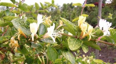 Жимолость японская, Гор17 М в интернет гипермаркете «Планета Лета». Фото