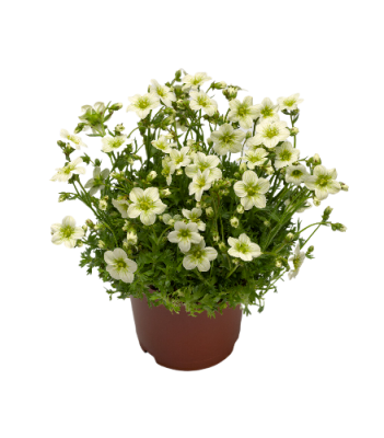 Камнеломка Алпина Эрли Вайт, Гор11 М в интернет гипермаркете «Планета Лета». Фото