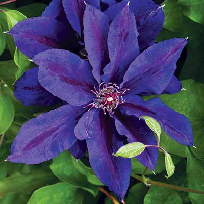 Клематис крупноцветковый Вайлдфаер/ЦКор в интернет гипермаркете «Планета Лета». Фото