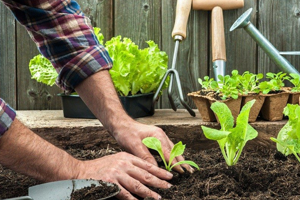 Как подготовить саженцы к посадке весной: чек-лист для садоводов Как подготовить саженцы к посадке весной: чек-лист для садоводов