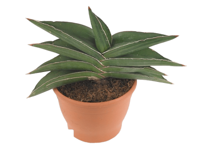 Сансевиерия Ehrenbergii, Гор9, Выс30 в интернет гипермаркете «Планета Лета». Фото