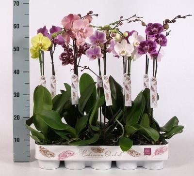 Фаленопсис 1 pp Special Mix, Гор12, Выс70, III в интернет гипермаркете «Планета Лета». Фото