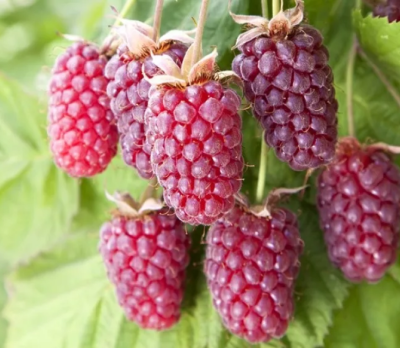 Ежемалина Логанберри П в интернет гипермаркете «Планета Лета». Фото