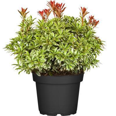 Пиерис япон.микс, Гор19, Выс40 в интернет гипермаркете «Планета Лета». Фото