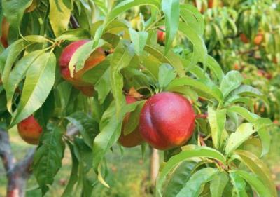 Нектарин Лола 2-летка С4 Выс120 в интернет гипермаркете «Планета Лета». Фото