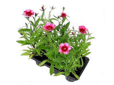 Гвоздика, клаета (1*6) М в интернет гипермаркете «Планета Лета». Фото