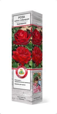 Роза чайно-гибридная Баркарола П в интернет гипермаркете «Планета Лета». Фото