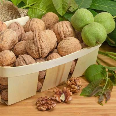 Орех грецкий Великан/ЦКор П в интернет гипермаркете «Планета Лета». Фото