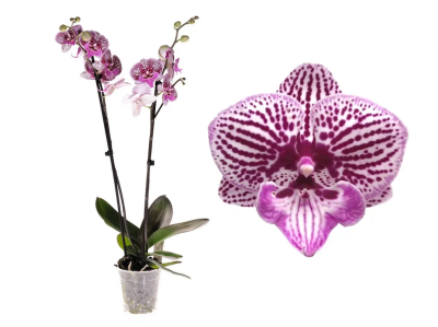 Фаленопсис 2 pp Lilac Bubble, Гор12, Выс65 в интернет гипермаркете «Планета Лета». Фото