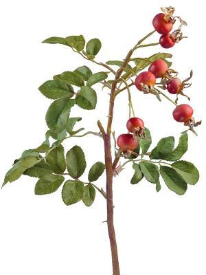 Шиповник с оранжевыми ягодами 53 см 30.03080060R в интернет гипермаркете «Планета Лета». Фото