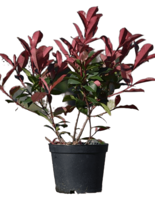 Фотиния краснолистная Carre Rouge, Гор35, Выс150-175 И в интернет гипермаркете «Планета Лета». Фото