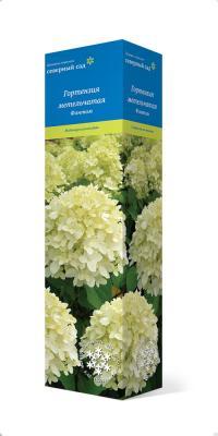 Гортензия метельчатая Фантом/ЦКор в интернет гипермаркете «Планета Лета». Фото
