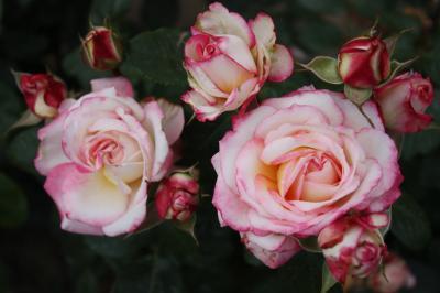 Роза флорибунда Ламинуэтте 7Ц в интернет гипермаркете «Планета Лета». Фото