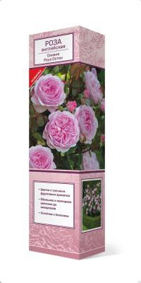 Роза английская парковая Оливия Роуз Остин Люкс П в интернет гипермаркете «Планета Лета». Фото