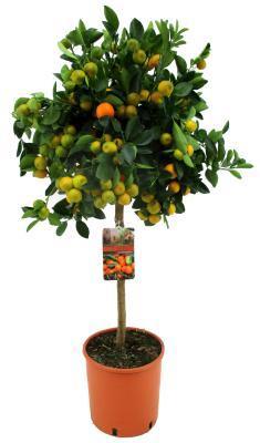 Цитрофортунелла Calamondin, Гор24, Выс110 в интернет гипермаркете «Планета Лета». Фото