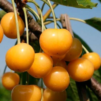 Черешня Дрогана жёлтая 2-летка ОКС Н150  в интернет гипермаркете «Планета Лета». Фото Черешня Дрогана жёлтая 2-летка ОКС Н150 в интернет гипермаркете «Планета Лета». Фото